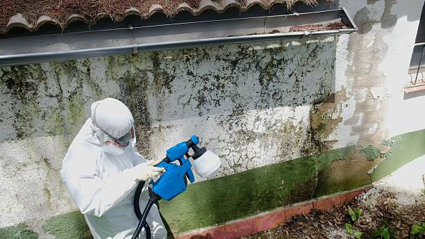 Mold Removal service in Annandale